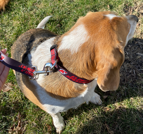 Eldora Speedway Dog Leash