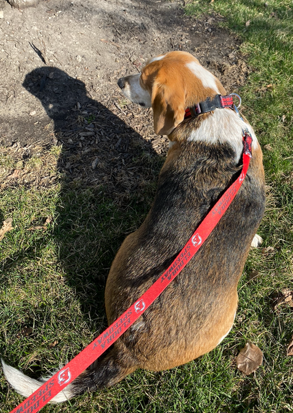 Eldora Speedway Dog Leash